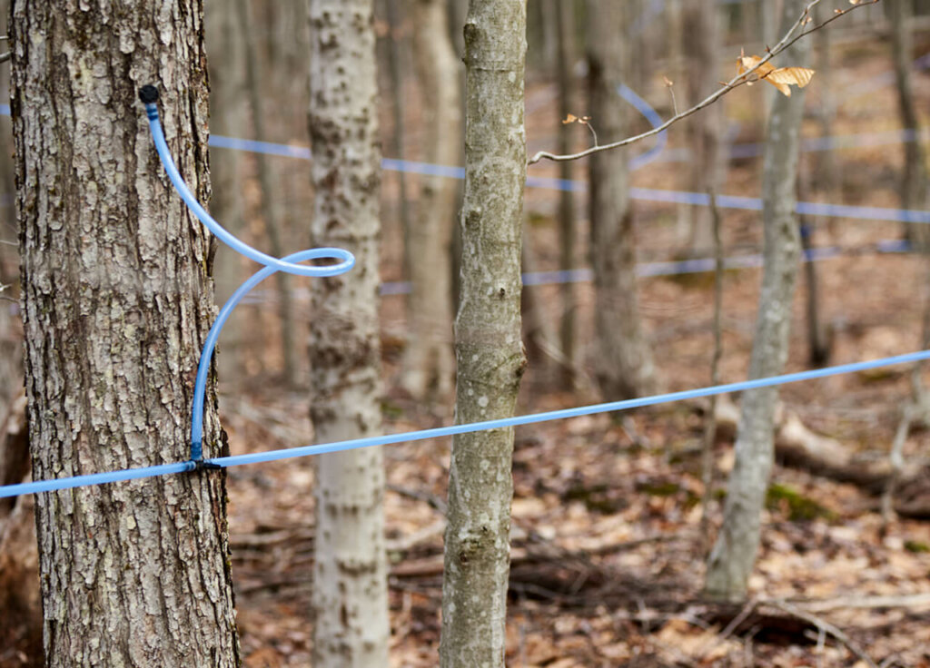 maple trees being tapped