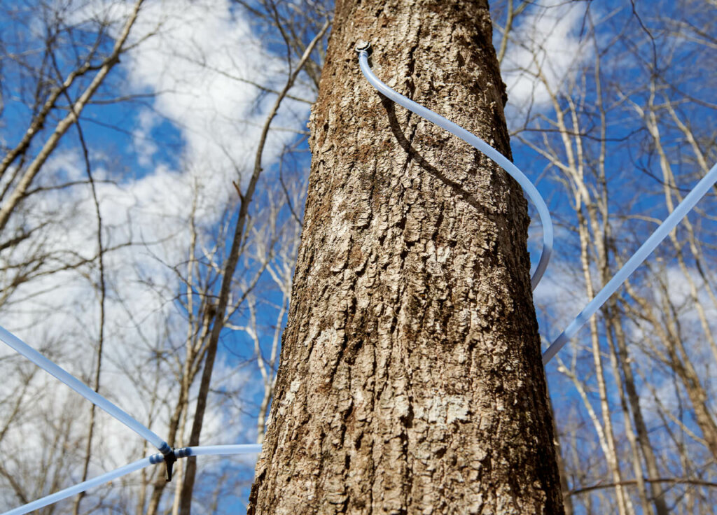 Maple tree being tapped